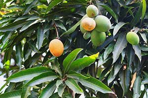 Különböző érettségi szintű mangók